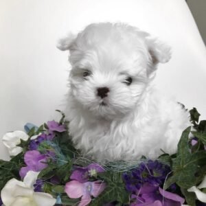 SOFIA Feminino Maltese