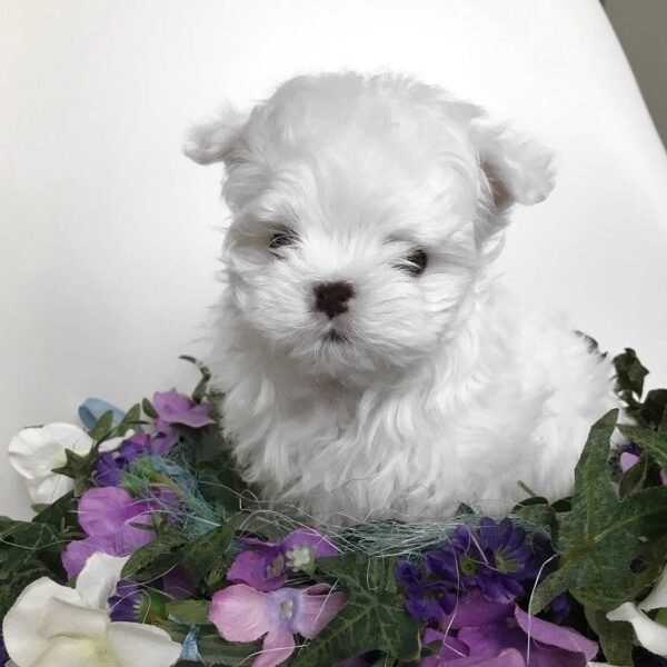 SOFIA Feminino Maltese