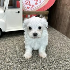 JAVIER Macho Maltese