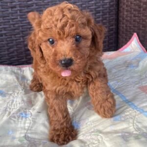 BAMBI MACHO CANICHE