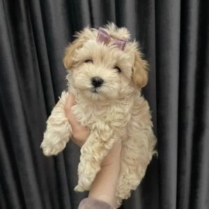 PAULA Femenino Maltipoo