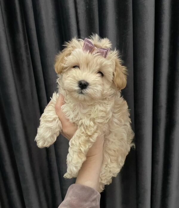 PAULA Femenino Maltipoo