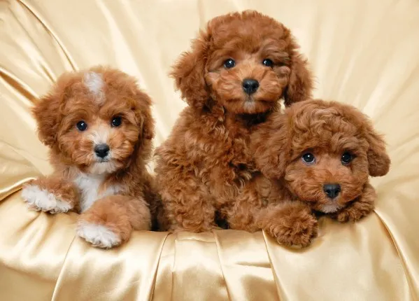 cachorros familiares env enta