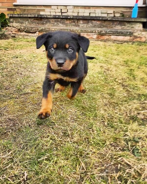 LINA Femenino Rottweiler