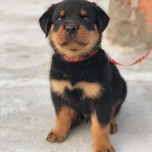 AMIGO Macho Rottweiler
