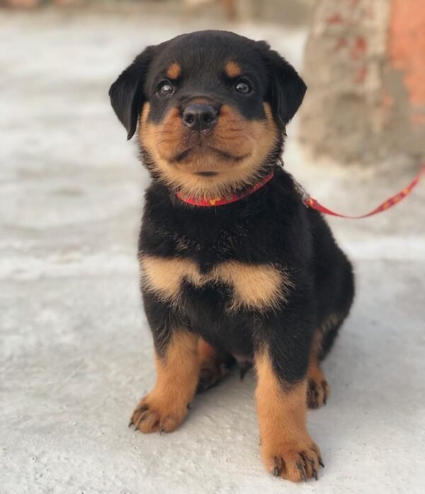 AMIGO Macho Rottweiler