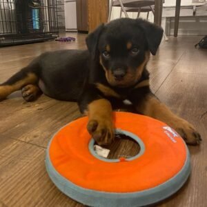 ALMO Macho Rottweiler