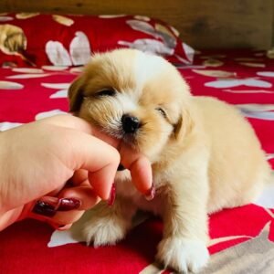 BELLA Femenino ShihTzu