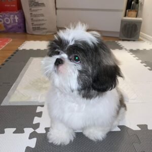 MIMI Femenino ShihTzu