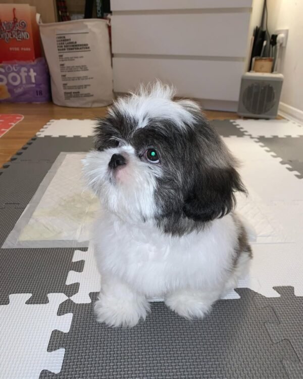 MIMI Femenino ShihTzu