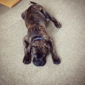 Cachorros Bullmastiff en venta