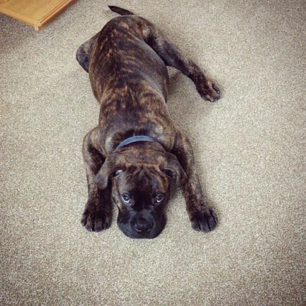 Cachorros Bullmastiff en venta