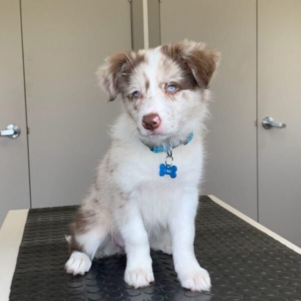 Border Collie