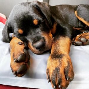 Cachorro Rottweiler en Venta