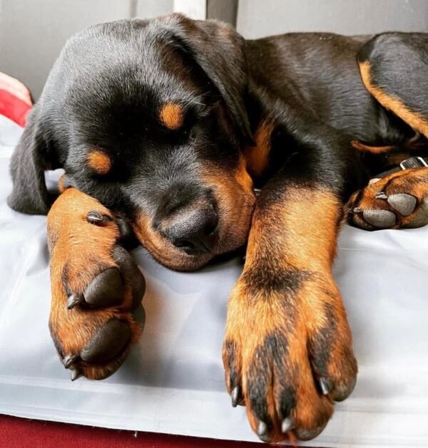 Cachorro Rottweiler en Venta