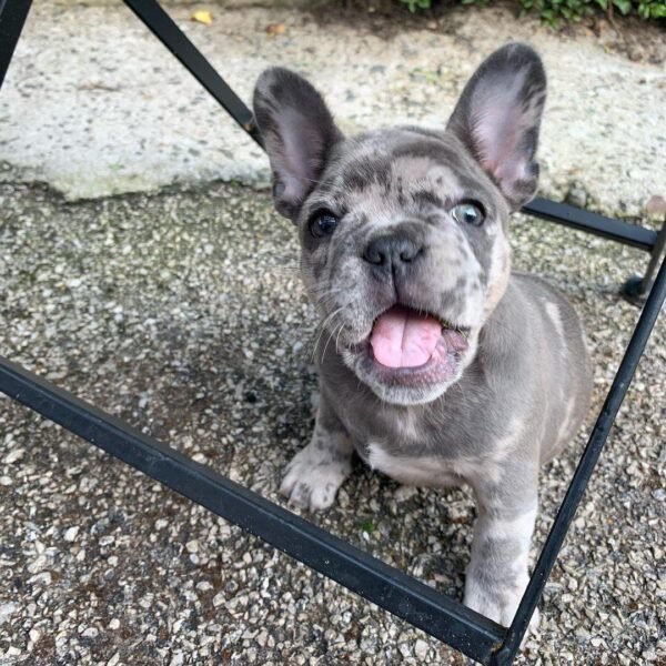 Bulldog Francés en venta