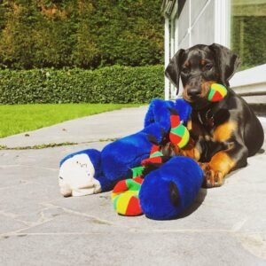 cachorro Doberman en venta