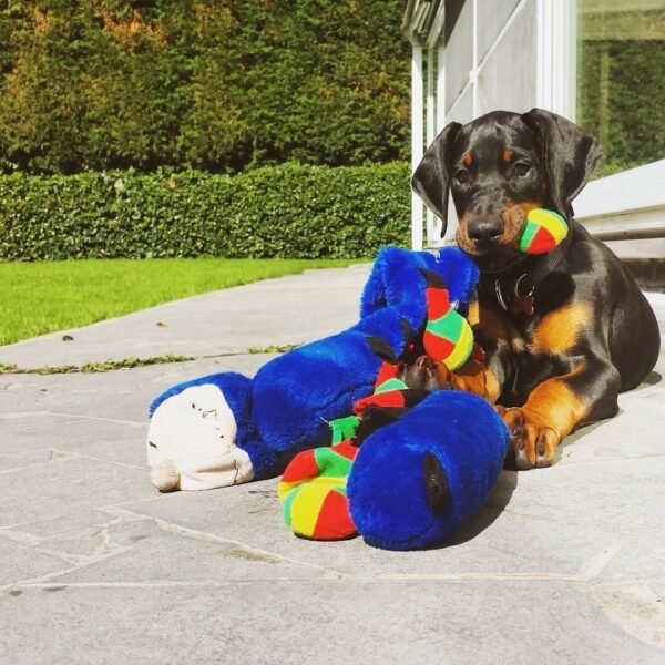 cachorro Doberman en venta