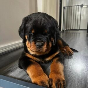 Compra de Perros Rottweiler