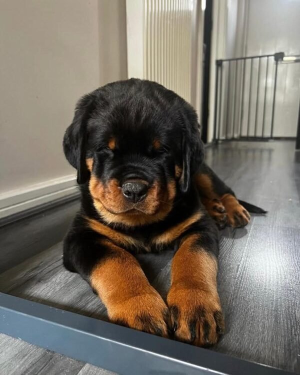 Compra de Perros Rottweiler