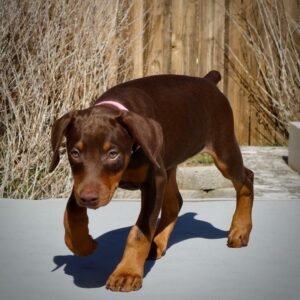Compra de cachorros Doberman
