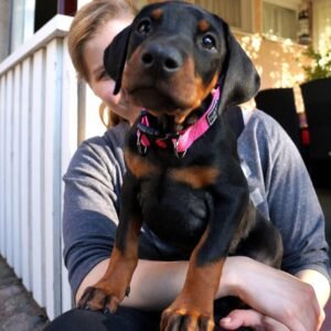 Cachorros Doberman
