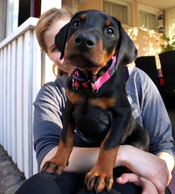 Cachorros Doberman