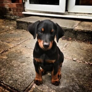 Doberman en venta