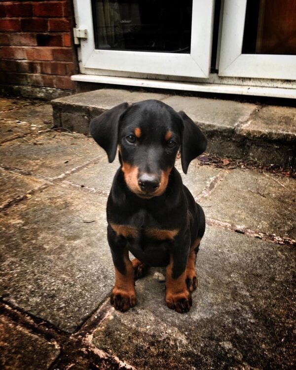 Doberman en venta