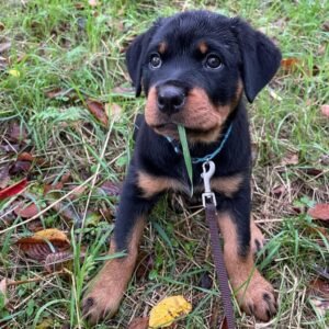 Maya: Preciosa Cachorra Rottweiler en Venta
