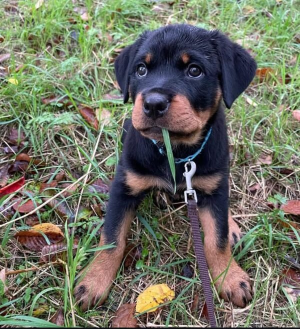Maya: Preciosa Cachorra Rottweiler en Venta