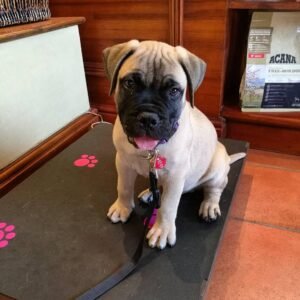Bullmastiff cachorro en venta