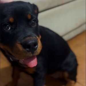 Adoptar Cachorra