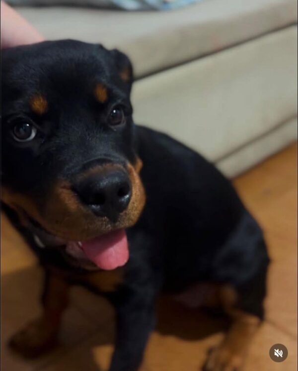 Adoptar Cachorra