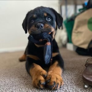 Adoptar Rottweiler