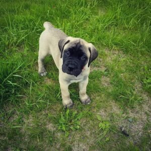 Bullmastiff