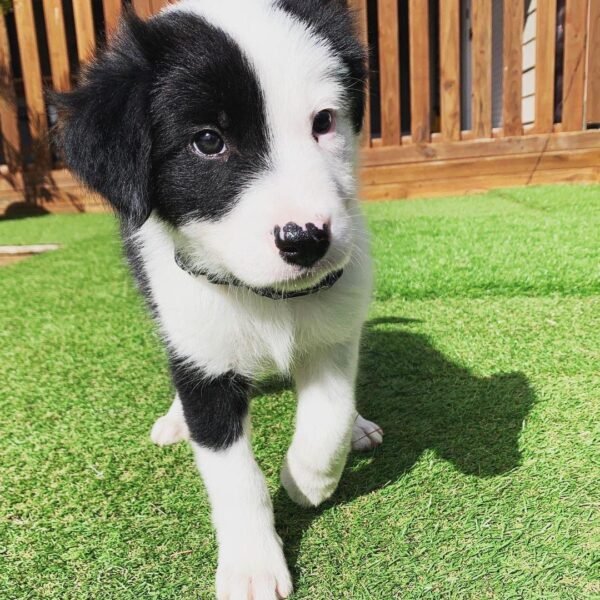 Venta de Border Collie