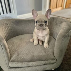 Bulldog Francés