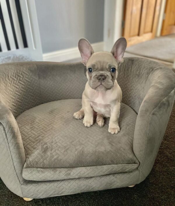Bulldog Francés