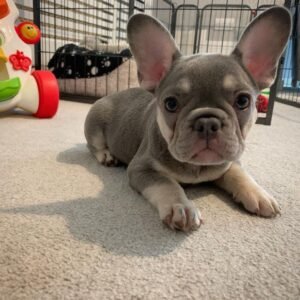 comprar bulldog francés