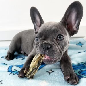 Buddy - Hermoso Cachorro Bulldog Francés en Venta