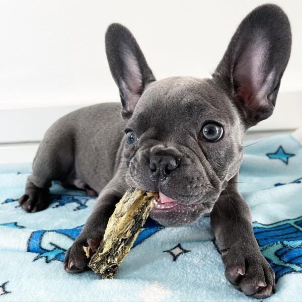 Buddy - Hermoso Cachorro Bulldog Francés en Venta