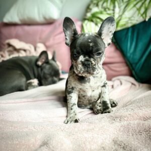Adoptar Cachorro Bulldog Francés