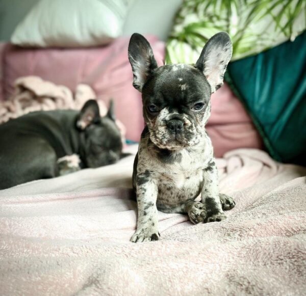 Adoptar Cachorro Bulldog Francés