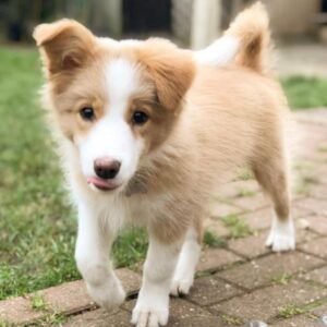 Border Collie en venta