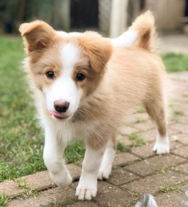 Border Collie en venta