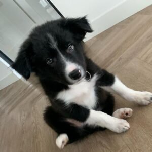 Border Collie cachorro