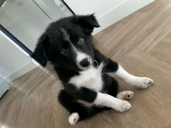 Border Collie cachorro