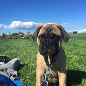 Venta de Bullmastiff
