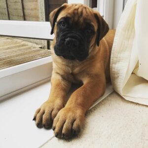 Bullmastiff en venta